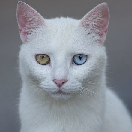 鸳鸯眼鸳鸯眼又称虹膜异色症指同一动物两只眼睛不同颜色的情况通常