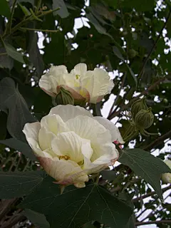 mimosa  的插画 白芙蓉