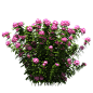 【图片】【png】素材、大树，灌木。_png吧_百度贴吧