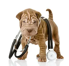 点击来源直接获取大图文件 |脖子上戴着听诊器的沙皮幼犬。孤立的