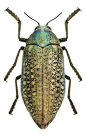 Photos - BUGS & INSECTS - Julodis euphratica