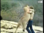 1969年两名男子收养了一只幼狮，后将它放归,他们一年后的感人重逢,爱无止境！
