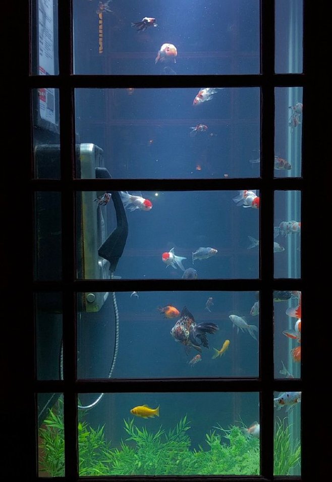 Aquarium Phone Booth...