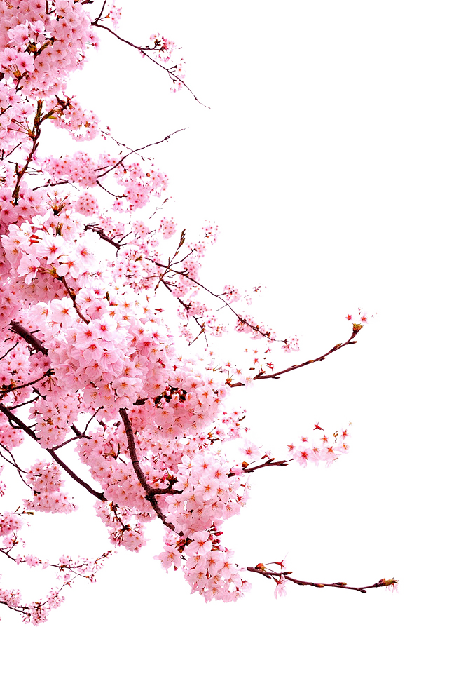 png红粉色樱花花朵免抠素材
