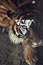 eye of the tiger. | via Tumblr