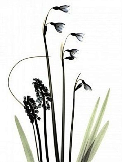 听风于你讲与我采集到植物插画