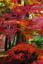 **autumn leaves ~ maple trees by * Yumi *