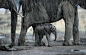 肯尼亚马塞马拉，小象在妈妈肚子下面避雨