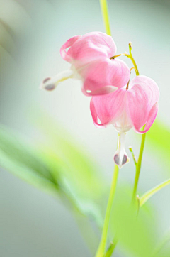 淡笺素语采集到花季