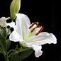 白百合花 White lily closeup on black by Anastasiya Smirnova on 500px