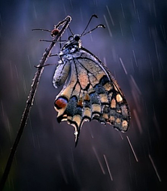 ♥锋雨同露♀采集到化蝶