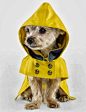 Ralph Lauren 'The Dog Walk' Accessories and Dog Clothing Fall/Winter 2013