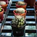小装饰盆与花仙人掌。从以上观点。用鲜花装饰。家花