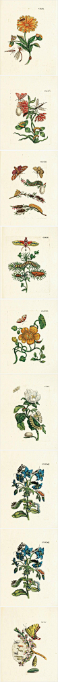 此套铜板画為德国艺术史上著名女画家Maria Sibylla Merian所绘，她执著于花草昆虫的变态过程，对昆虫学、植物学贡献卓著。晚年赴南美苏里南考察，著水彩《苏里南昆虫变态图谱》。此相册為其第三部著作，铜板《蝴蝶变态图谱》。 http://t.cn/zQJY0na