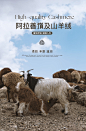 南瓜谷 戴安15羊绒大衣[N.S系列]阿拉善嵿级山羊绒100S澳毛MN0373-淘宝网
