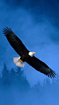 Flight Of Freedom Bald Eagle | It's All Blue To Me