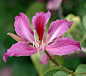 羊蹄甲 豆科 Bauhinia purpurea L.