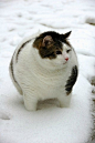 Fat Cat