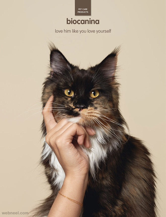 动物广告设计