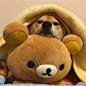 柴犬マロたん和它最爱的轻松熊玩偶【这个搭配真是蠢萌蠢萌|• •๑)”w