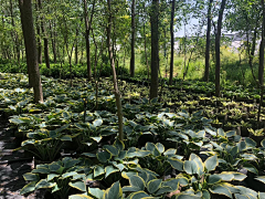 hm2005采集到乡村景观植物