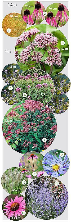 植物设计·分析圖