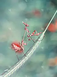 美丽的欧洲螳螂