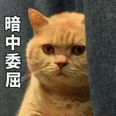 橘猫表情包 [我妈不让我跟傻子玩]