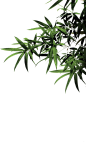 竹子png (10)