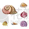 分离着色,软体动物,品牌名称,贝壳,一个物体,鸡尾酒,自然,螺线,布置,收集