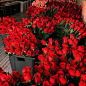 red- ​​​​