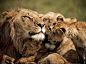 lions-cubs-kenya狮子一家