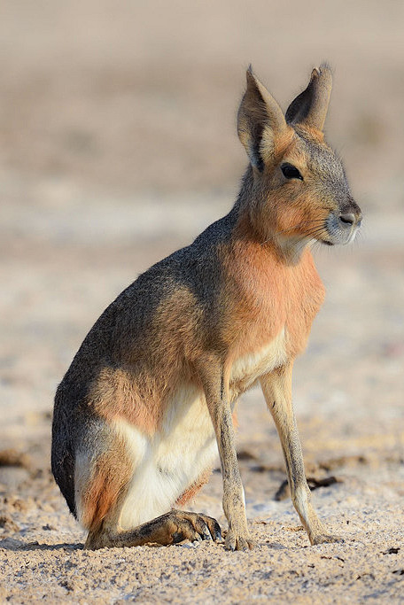 啮齿目豚鼠科长耳豚鼠属兔豚鼠