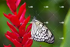 蝴蝶 花 翅膀 授粉 特写 昆虫学 花壁纸 植物 自然 动物群