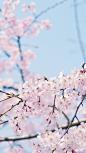 @佑佑佑小溪 采集 樱花 日式 樱花祭 粉色花朵 春天背景素材