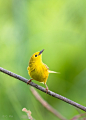 Yellow Warbler 黄莺 (F)