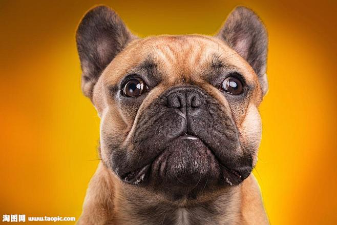 可爱斗牛犬头部摄影