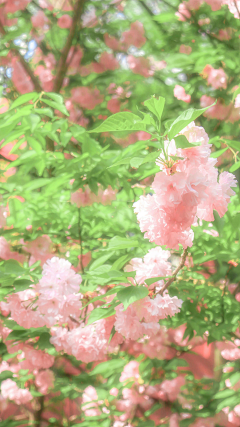 祭大人采集到花卉