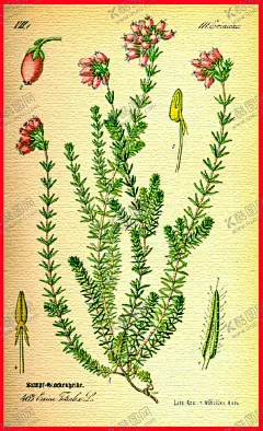 植物花 【酷图网】植物花卉花语,清新植物,清新花卉,花卉,花,花朵,花儿,卡通,手绘,可爱花朵,森系小清新,花枝,花瓣,水彩花朵,水彩花边,花朵花语,花艺,浪漫,花艺插花,鲜花,水彩花卉,手绘花藤,花边,森系花枝,淡彩花枝,花卉花草,浪漫唯美,浪漫温馨,淡雅花枝,花束,植物,园艺,园林艺术,装饰画