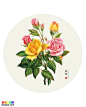 一组唯美彩铅手绘花卉 彩铅画