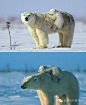 北极熊、温馨、亲情