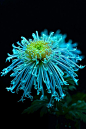 Blue Chrysanthemum: 