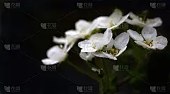 背景。白色的花在深色的背景上。