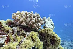 热带海底的彩色珊瑚礁，紫花椰菜珊瑚，水下景观