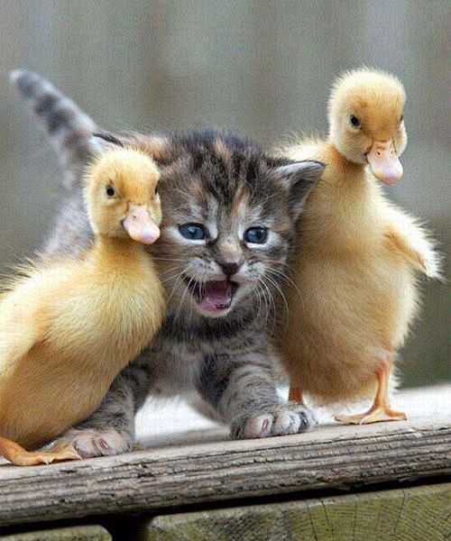 Very Cute Ducks and ...