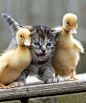 Very Cute Ducks and Cat - Lovely: