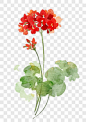 花朵图案装饰图案PNG图片 来自PNG搜索网 pngss.com 免费免扣png素材下载！