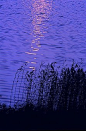 波澜潋滟的湖面，芦苇，太阳在水面的彩绘。