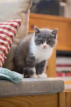 点击来源直接获取大图文件 |可爱的英国短毛猫幼崽