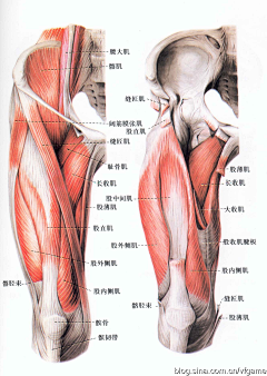 Katherine雷彦采集到肌肉表现